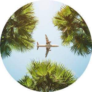 airplane above palm trees